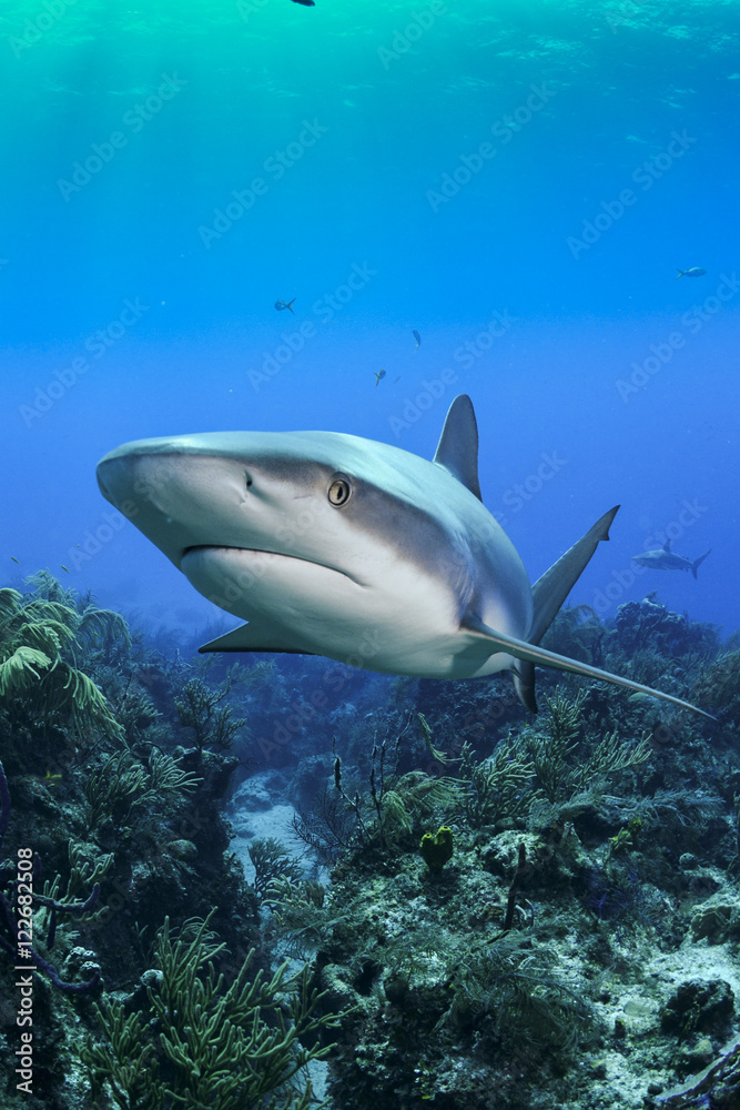 Shark in Bahamas Shark in Bahamas