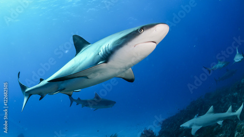 Shark in Bahamas