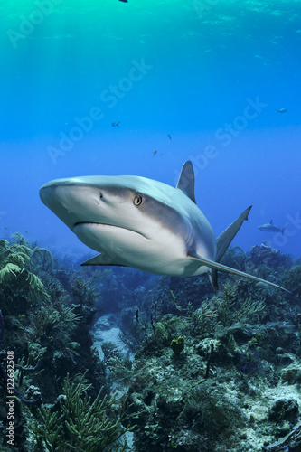 Shark in Bahamas