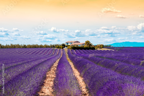 Beautiful landscape view on the lavender field with farmhouse and mountains in Provence in France