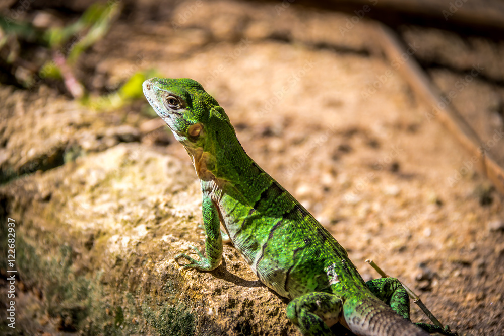 Fototapeta premium Green Lizard - Tulum, Mexico