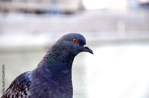  Urban portrait of a dove