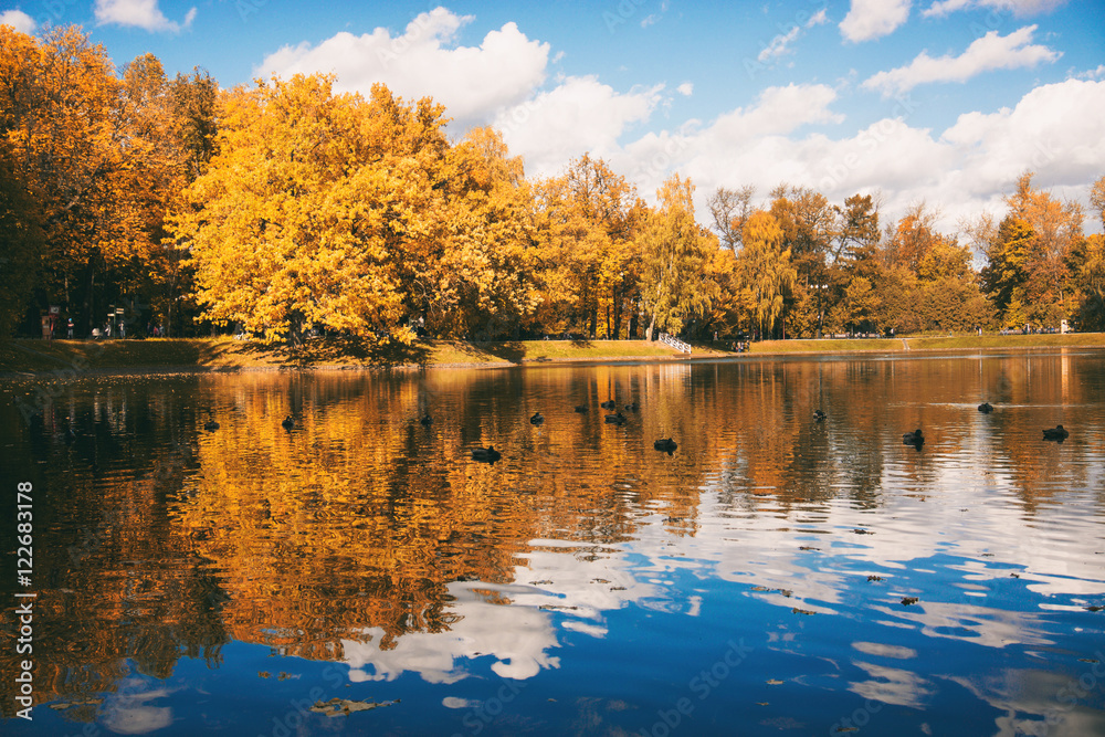 autumn leaves, yellow leaves, autumn landscape