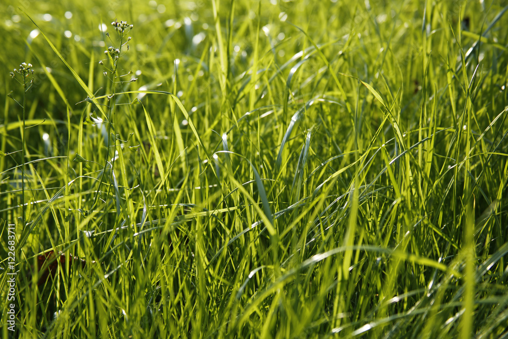 Obraz premium closeup of blade of grass, small depth of field, useful as a background