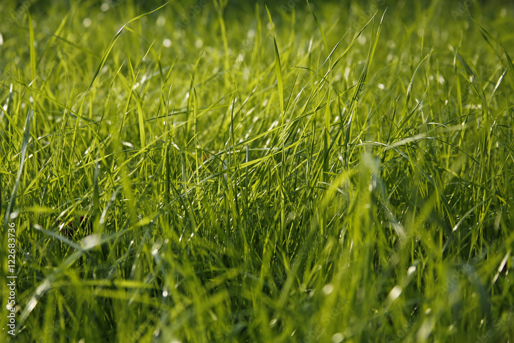 Fototapeta premium closeup of blade of grass, small depth of field, useful as a background