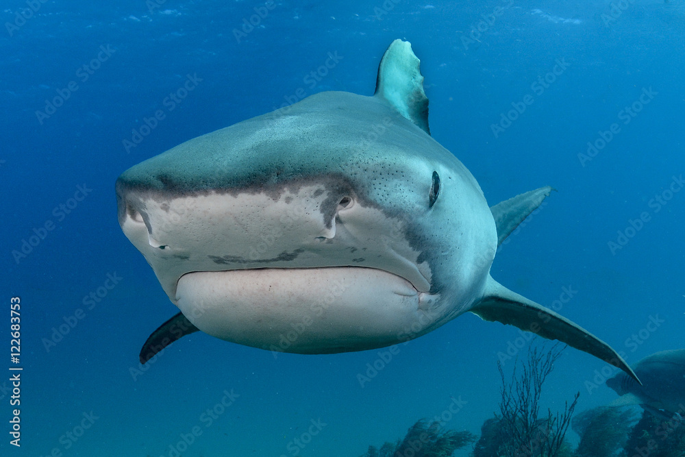 Fototapeta premium Shark in Bahamas