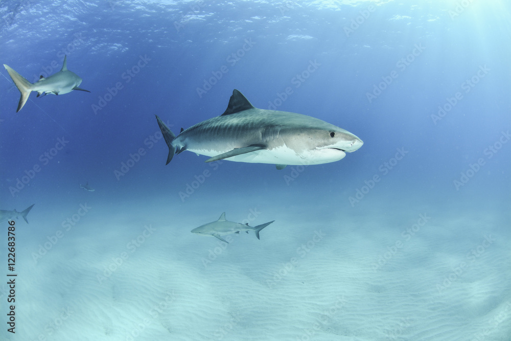 Shark in Bahamas Shark in Bahamas