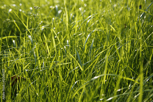 closeup of blade of grass, small depth of field, useful as a background