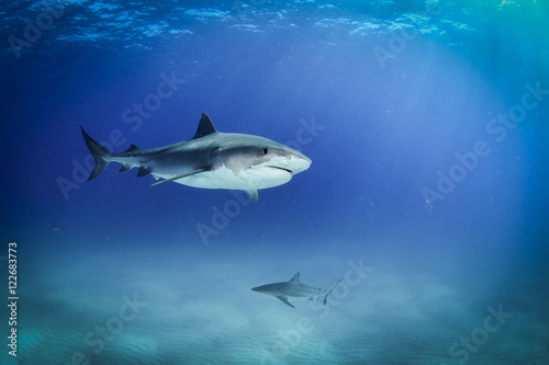 Shark in Bahamas © puntel