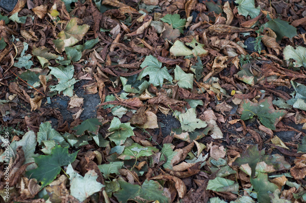 Yellow and green leaves of linden autumn. Yellow and green leaves of linden autumn.