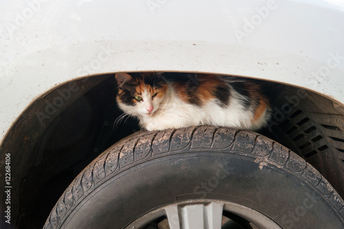 Fototapeta Naklejka Na Ścianę i Meble -  Stray cat basks on car wheel. Homeless cat hides on wheel arch of car.
