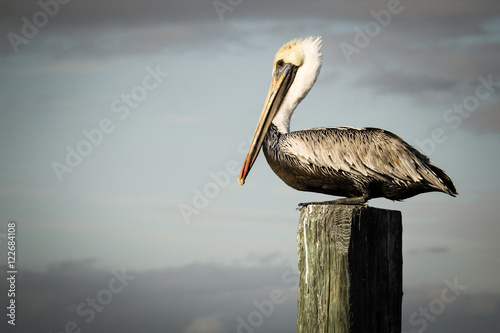Pelican