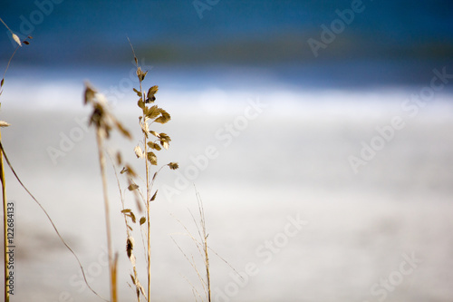beach grass