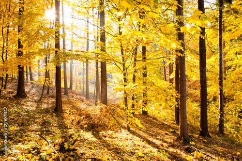 Autumn forest inspirational landscape, fall scenery. Gold, orange and yellow inspiring woods.
