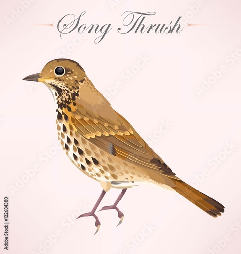 Fototapeta Illustration of song thrush