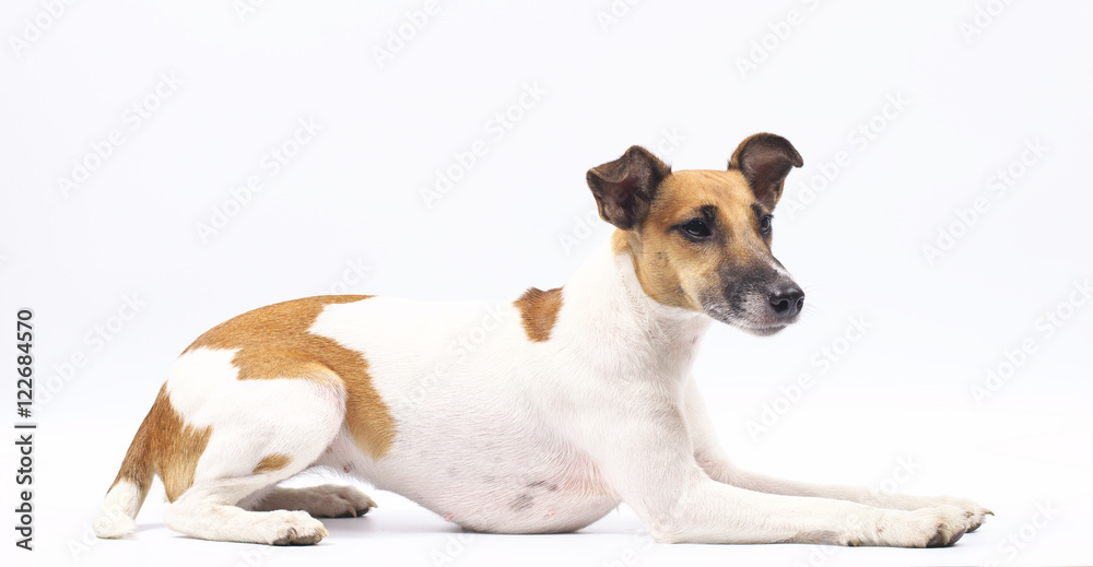 fox terrier dog, white background