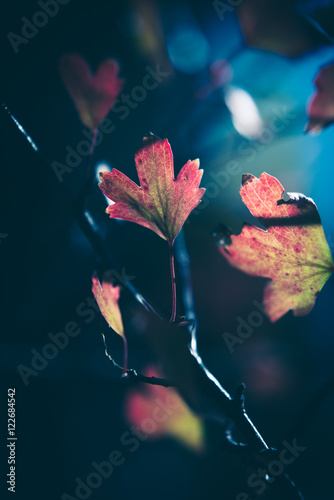 Fototapeta samoprzylepna Jesienne liście w słońcu
