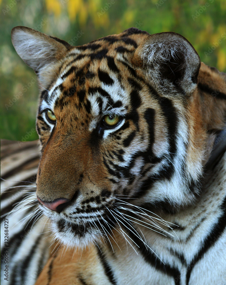 Portrait of the big tiger, Thailand Portrait of the big tiger, Thailand