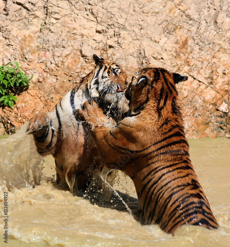 The game the big tigers in the lake  Thailand