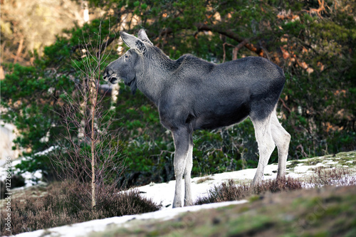 Moose in Sweden © Anders