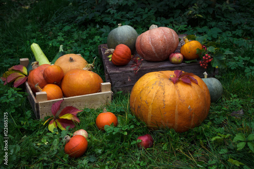 many orange pumpkins lie on the grass, preparation for the autumn holidays