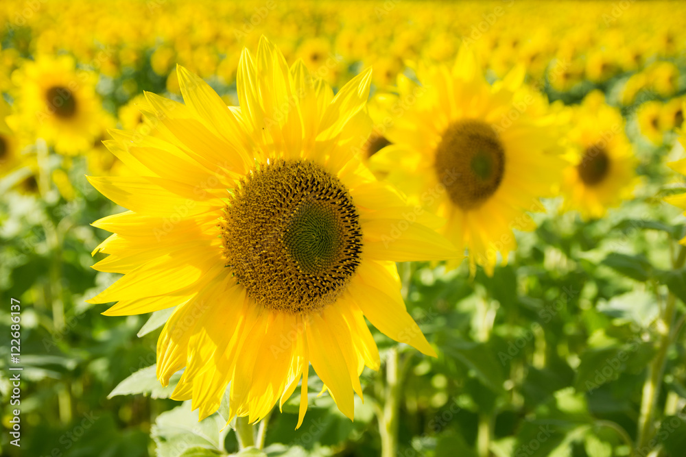 Blooming sunflower in the blue sky background Blooming sunflower in the blue sky background