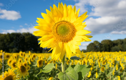 Blooming sunflower in the blue sky background 