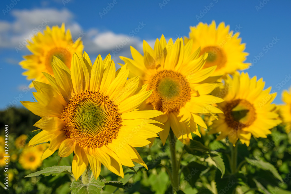 Blooming sunflower in the blue sky background 