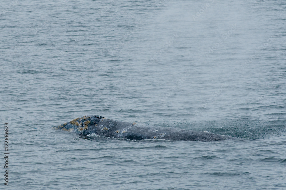 Fototapeta premium Alaska Scenic