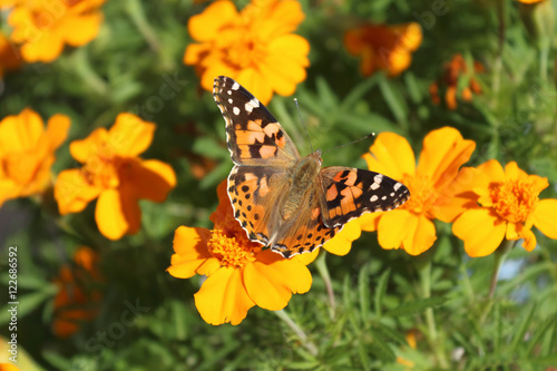 La farfalla sul fiore