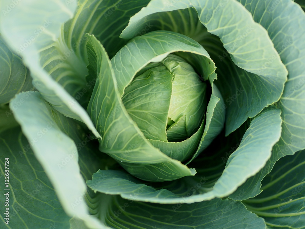 Cabbage Cabbage