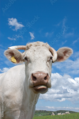 Lustige Kuh © Claudia Närdemann
