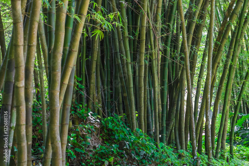 Bamboo Forest - Botanic Garden Rio de Janeiro  Brazil