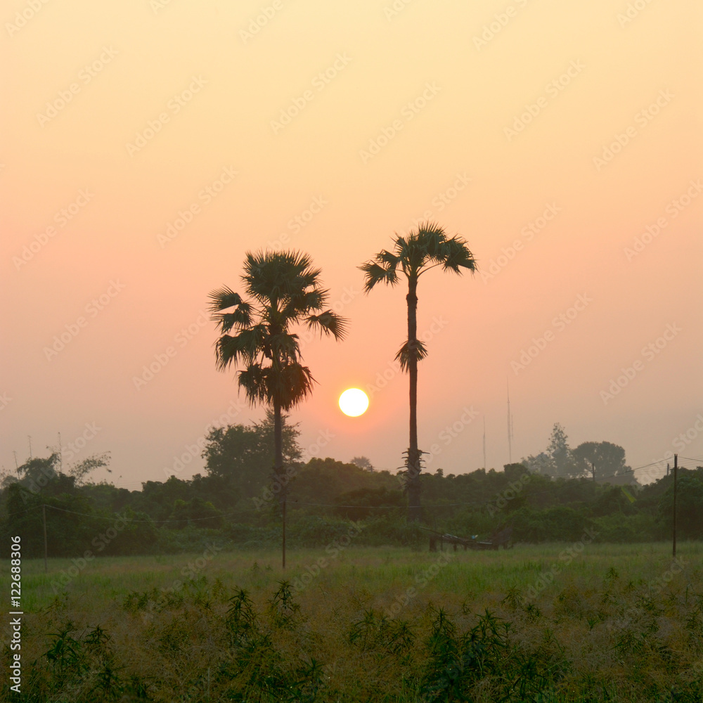 beauty sunrise of rice field on morning