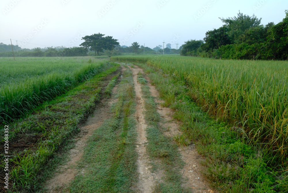 rural road through green fields and cloudy sky, Thailand.