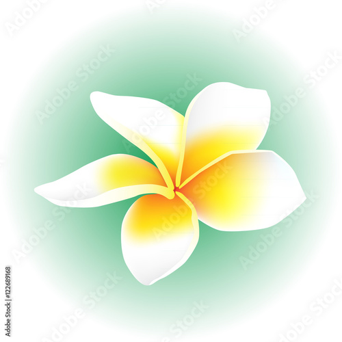 plumeria frangipani white flower blossom isolated vector illustration