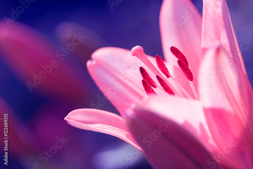 Zephyranthes lily flower. Common names for species in this genus include fairy lily  rainflower  zephyr lily  magic lily  Atamasco lily  Madonna lily and rain lily