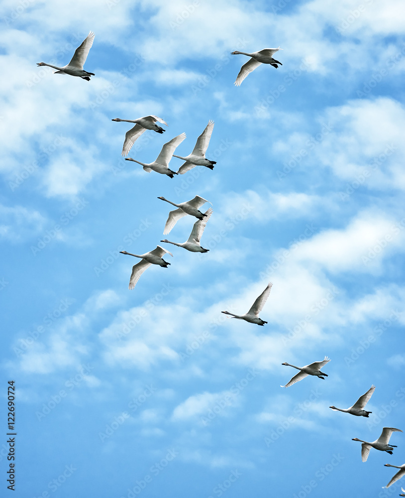 Obraz premium Whooper Swans in flight