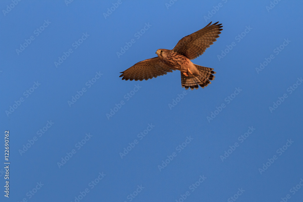 Obraz premium Common Kestrel