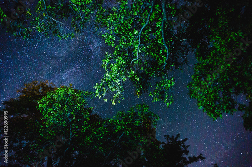 Stars through tree branches