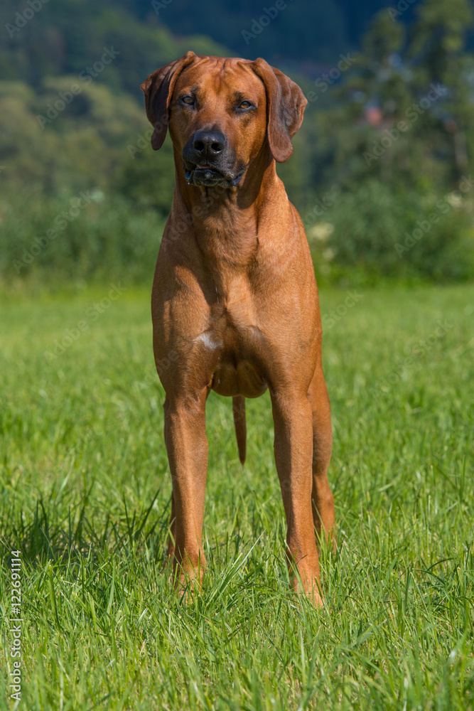 Rhodesian Ridgeback