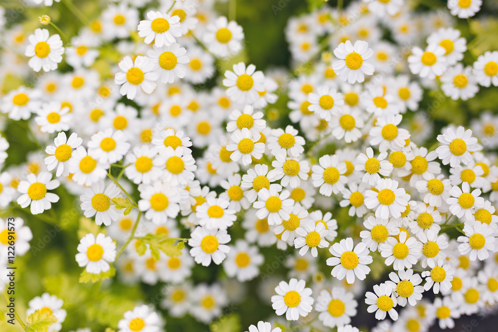Daisies Daisies