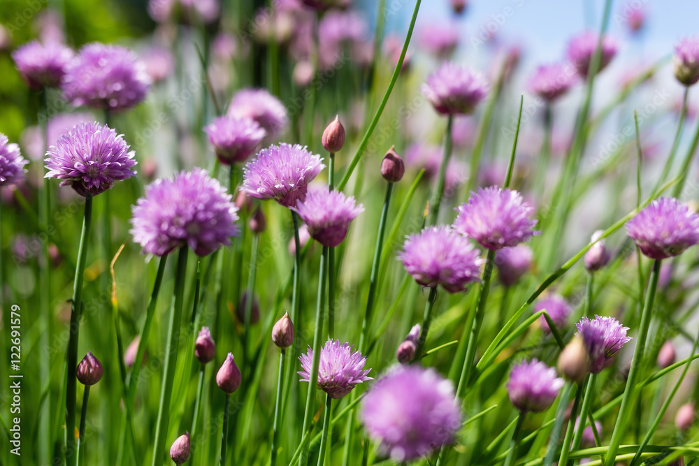 Chives Chives