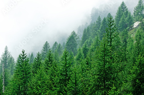 Trees Fog