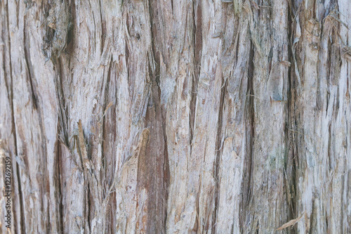 Cedar tree bark background
