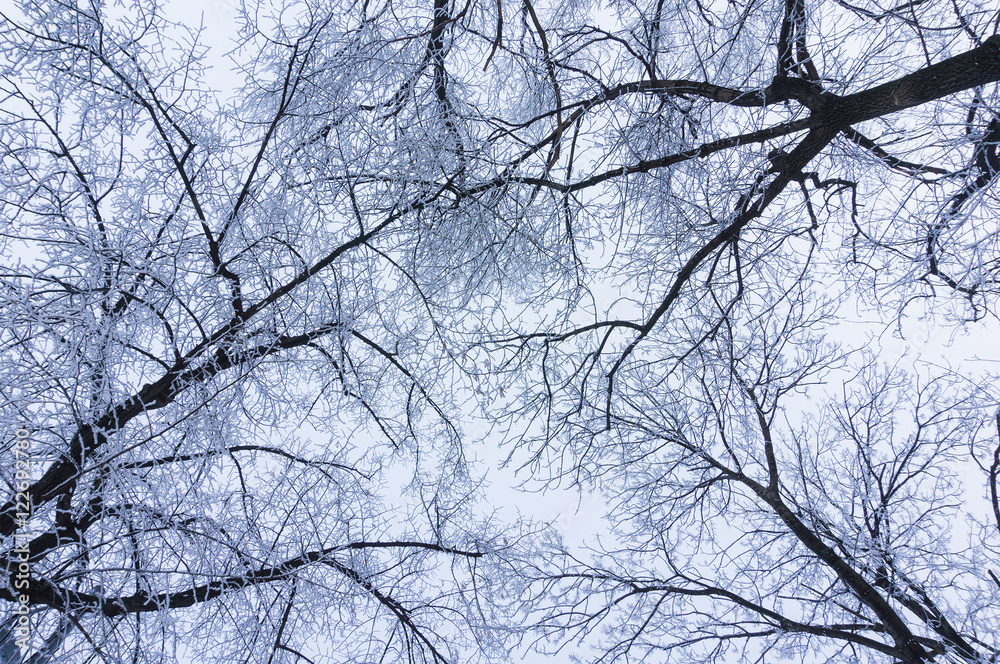 Frozen tree branches Frozen tree branches