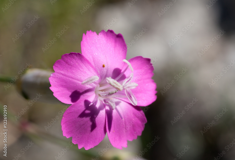 Macrophotographie d'une fleur sauvage: Oeillet des rochers (Dianthus sylvestris) Macrophotographie d'une fleur sauvage: Oeillet des rochers (Dianthus sylvestris)