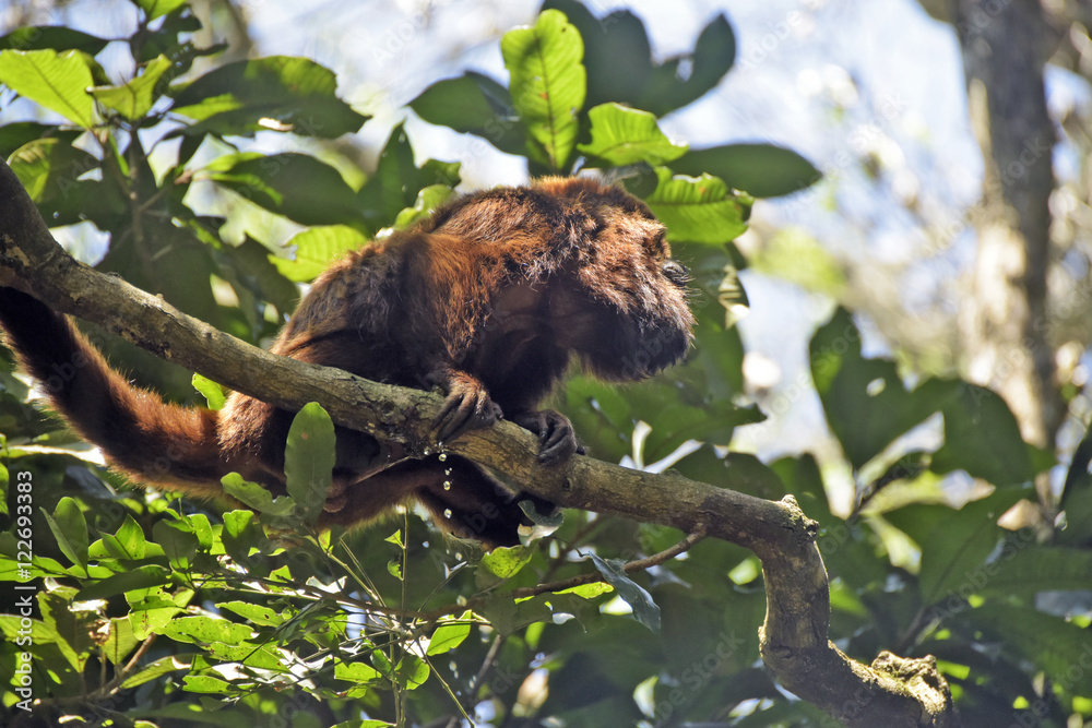 Brown howling monkey on the tree top Brown howling monkey on the tree top