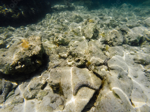 Sea bottom photo