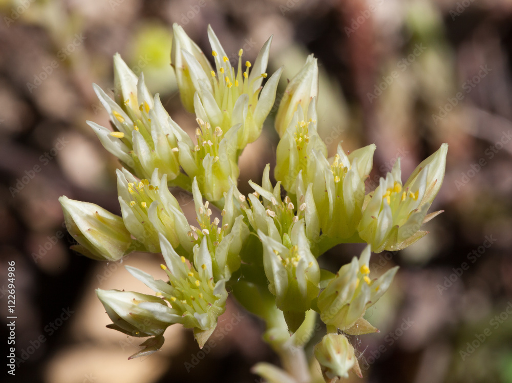 Macrophotographie d'une fleur sauvage: Orpin blanc-jaunatre (Sedum anopetalum) Macrophotographie d'une fleur sauvage: Orpin blanc-jaunatre (Sedum anopetalum)